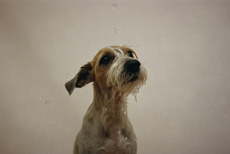 A wet dog shaking off after a wash