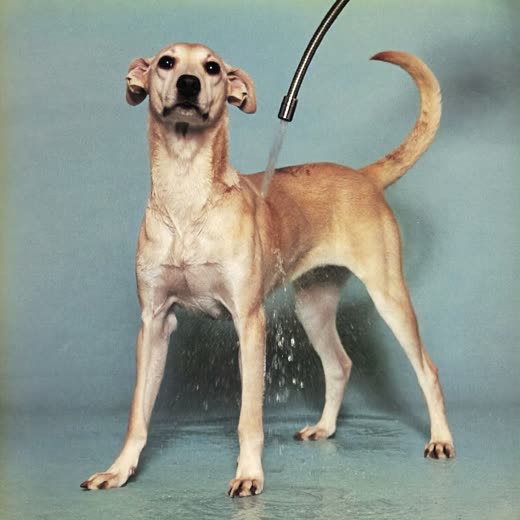 A dog being rinsed under a spray of water