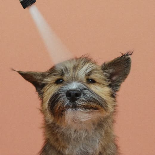 A dog's coat blown back by a warm air dryer