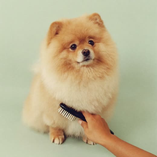 A freshly washed dog being brushed through